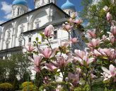 Цветущая весна в Новоспасском монастыре