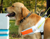 В России впервые подготовили собаку-проводника для слепоглухих